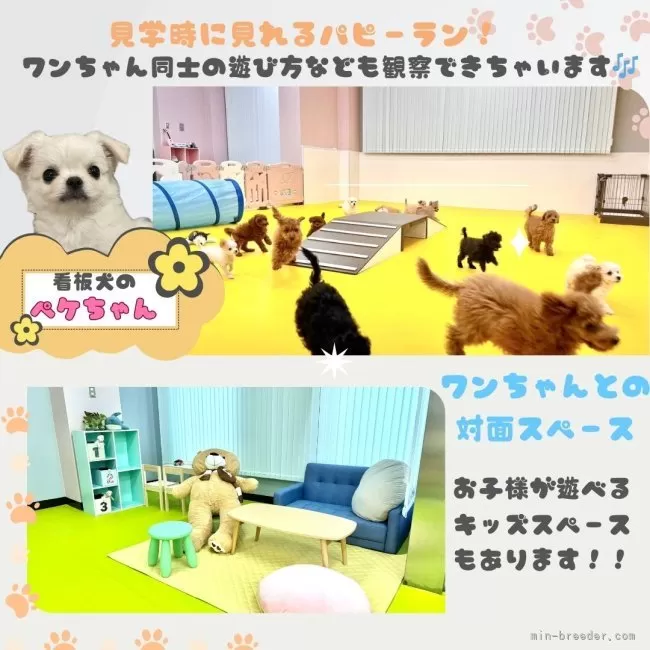 チワワ(ロング)【神奈川県・男の子・2025年7月6日・ホワイト