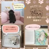 チワックス(チワワ×ダックスフンド)【神奈川県・女の子・2025年7月13日・イエロー】の写真13「🎓毎日コツコツ♪トイレ・音慣れ・一人慣れのパピトレ実施中🐾」