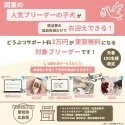 トイプードル(トイ)【神奈川県・女の子・2025年5月1日・レッド】の写真13