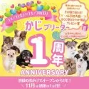 チワワ(ロング)【神奈川県・女の子・2025年8月3日・ブラックタン&ホワイト】の写真2「🐶おかげさまで1周年🎉感謝の気持ちを込めて11月は毎日くじ引き大会開催中！」