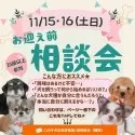 チワワ(ロング)【神奈川県・女の子・2025年8月3日・ブラックタン&ホワイト】の写真3「🐶🐾11/15・16開催💛お迎え前相談会🎉」