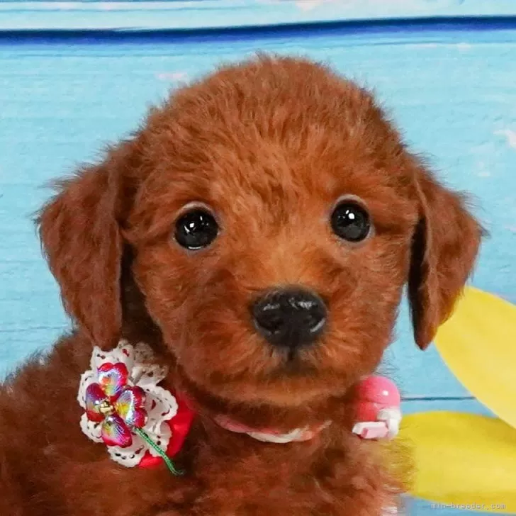 ID:2412-06045の子犬