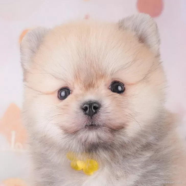 N.Y 様のお迎えした子犬