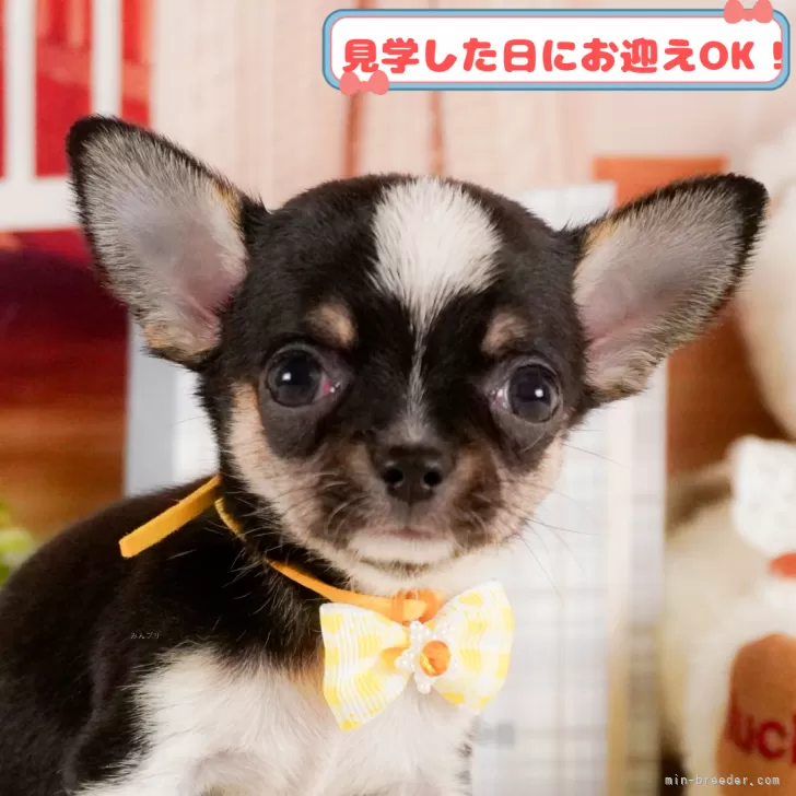 ID：2504-00393の子犬