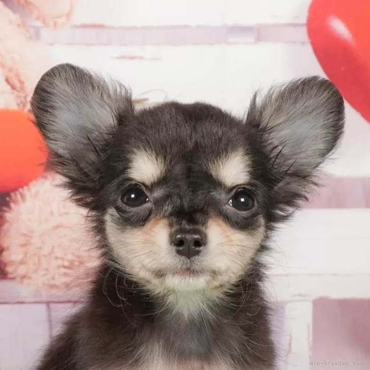 ID:2412-04665の子犬