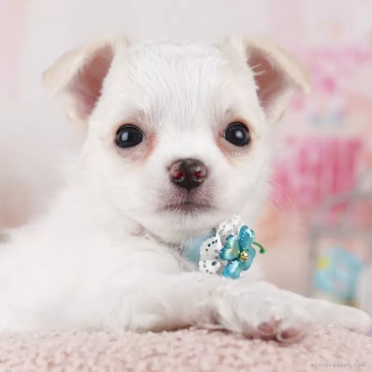 M.O 様のお迎えした子犬