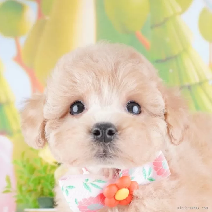 ID:2411-05591の子犬