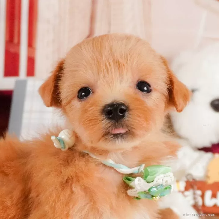 Dan 様のお迎えした子犬