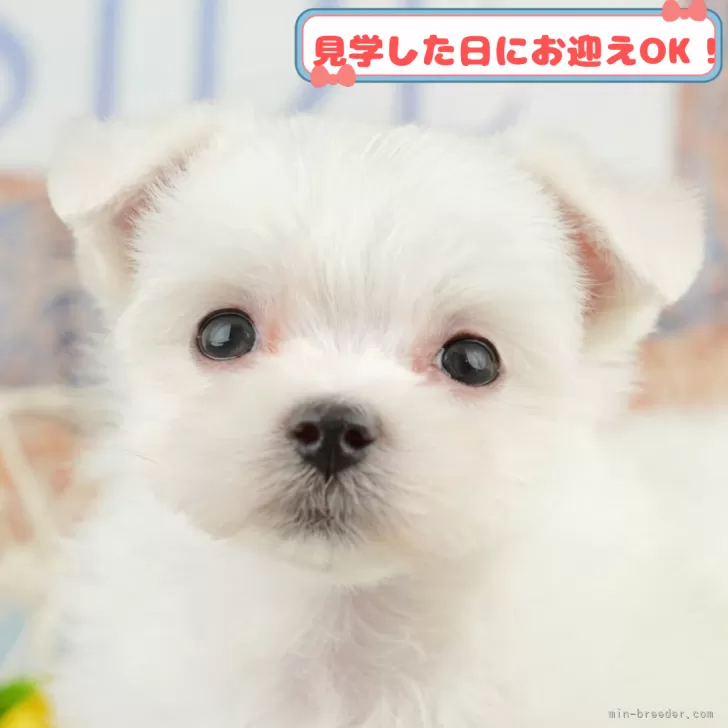 T.S 様のお迎えした子犬