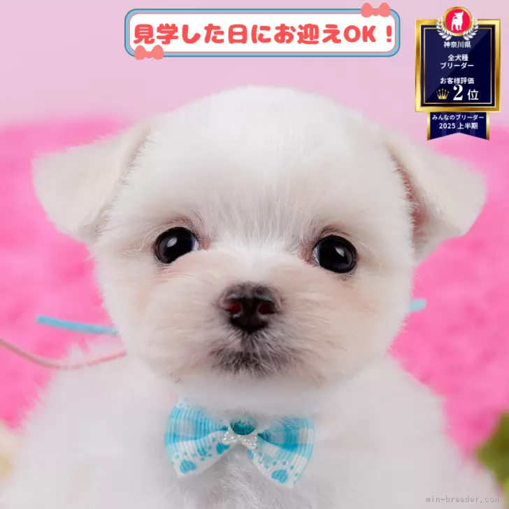 チワマル(マルチーズ×チワワ)【神奈川県・女の子・2025年4月28日・ホワイト】の写真1「💖朝比奈ブリーダーの姉妹店がオープンしました💖」