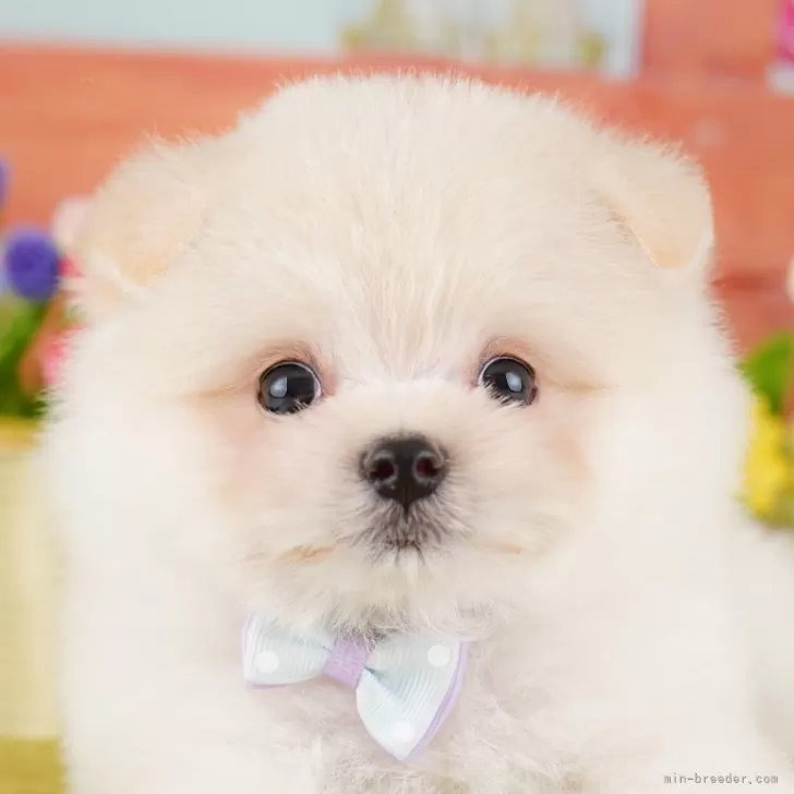 ID：2501-00256の子犬
