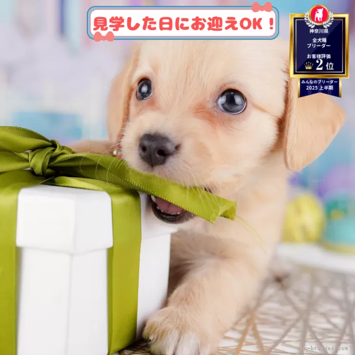 チワックス(チワワ×ダックスフンド)【神奈川県・女の子・2025年7月13日・イエロー】の写真1「💖朝比奈ブリーダーの姉妹店がオープンしました💖」