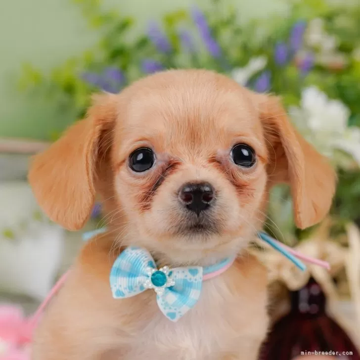 ID:2505-06871の子犬