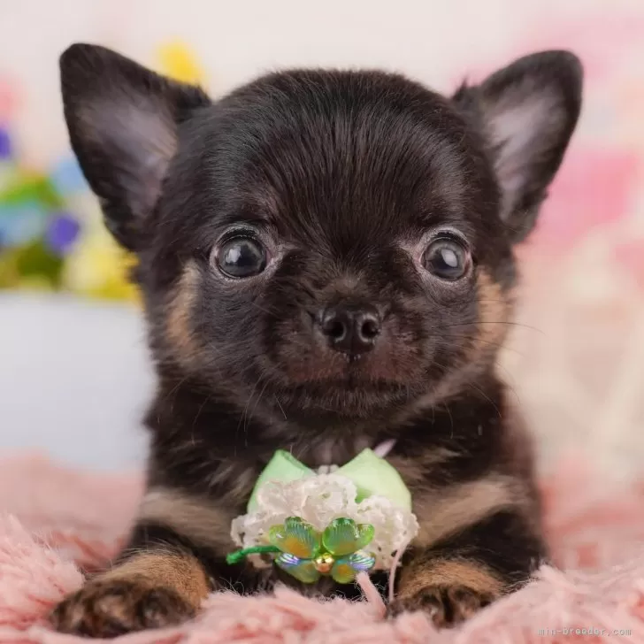 ID：2509-00319の子犬