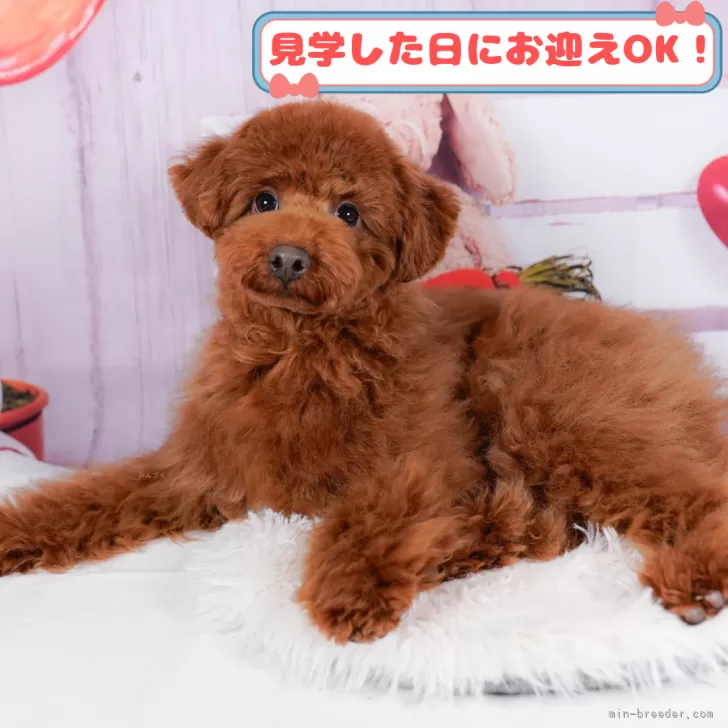 ID:2502-00327の子犬