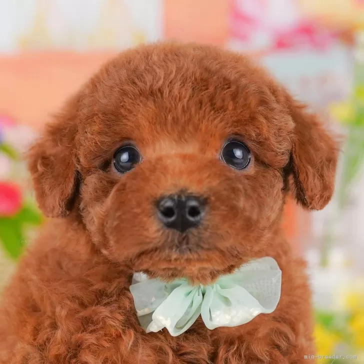 ID：2506-02287の子犬