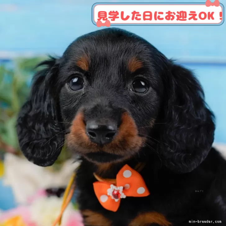 ID:2503-06693の子犬