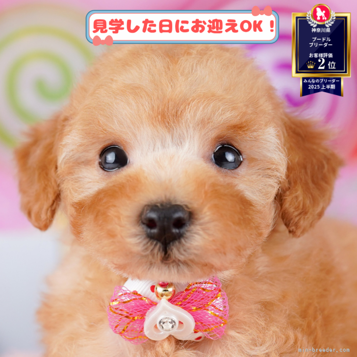 ブリーダー画像