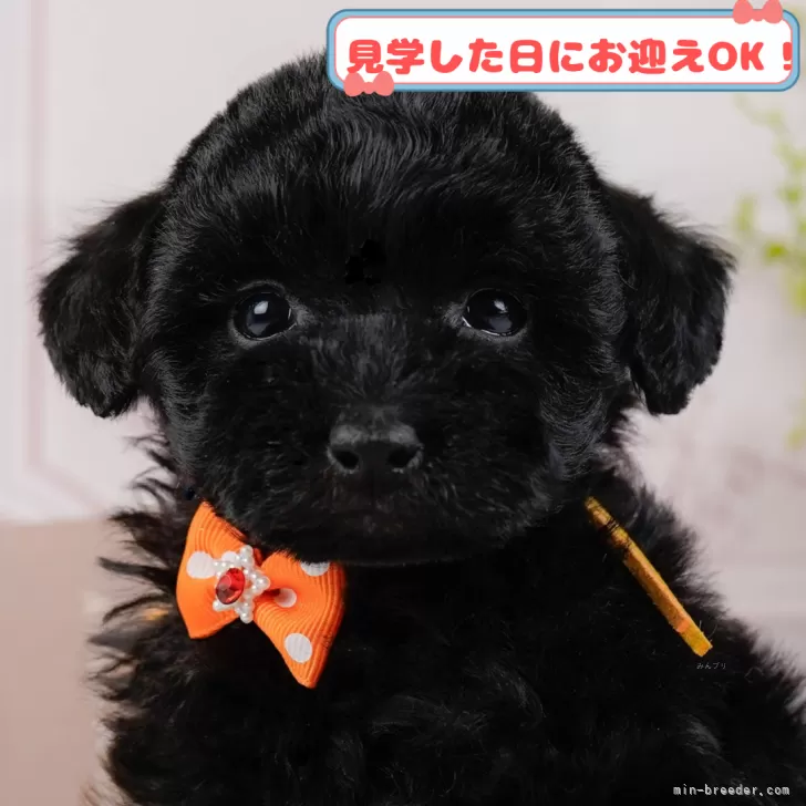 ID:2503-04883の子犬