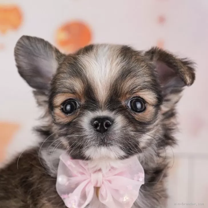 ID:2501-01882の子犬