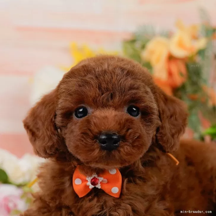 ID:2506-05925の子犬