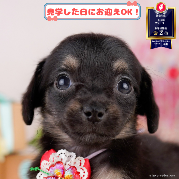 チワワ様 リクエスト 2点 まとめ商品 チワックス(チワワ×ダックスフンド)【神奈川県・女の子・2025年5月10日