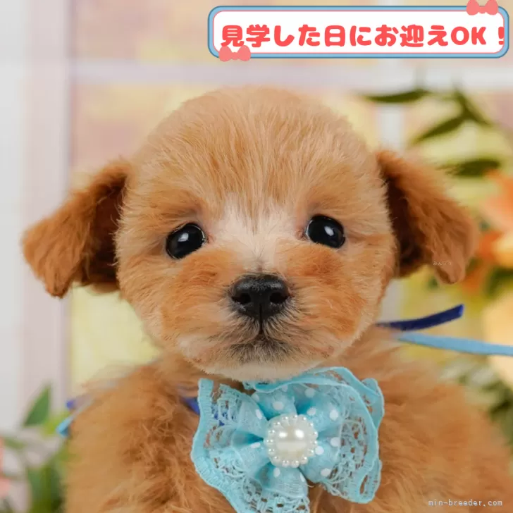 タイニープードル【神奈川県・男の子・2024年11月4日・アプリコット】の写真1「💖朝比奈ブリーダーの姉妹店がオープンしました💖」