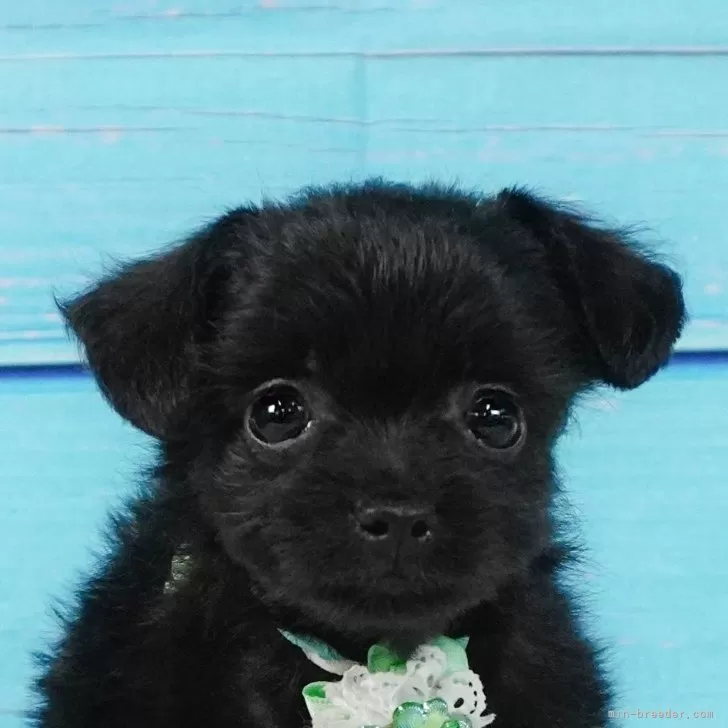 ID:2411-03942の子犬