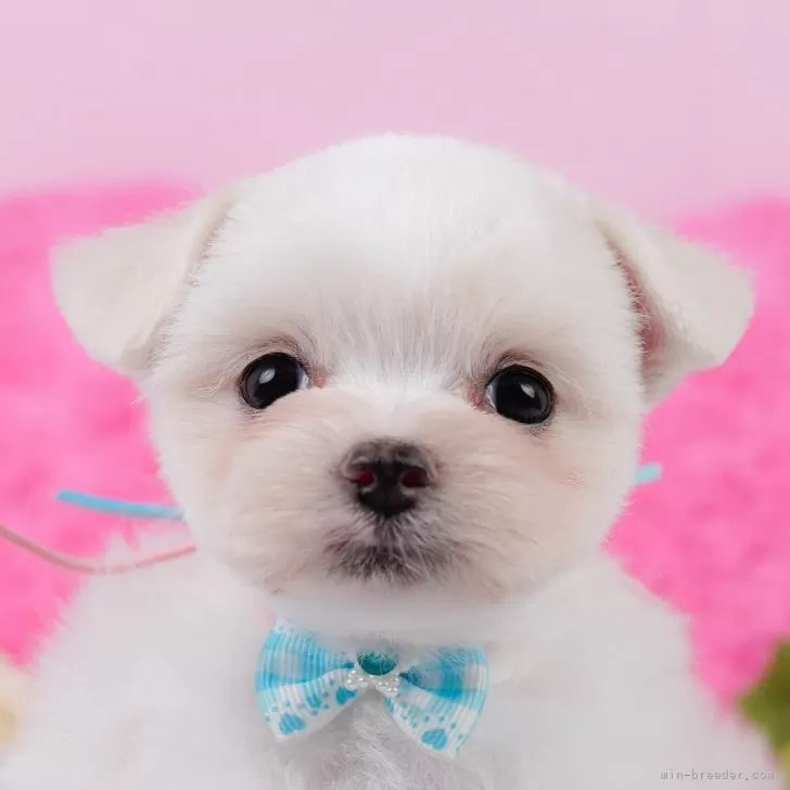 M.K 様のお迎えした子犬