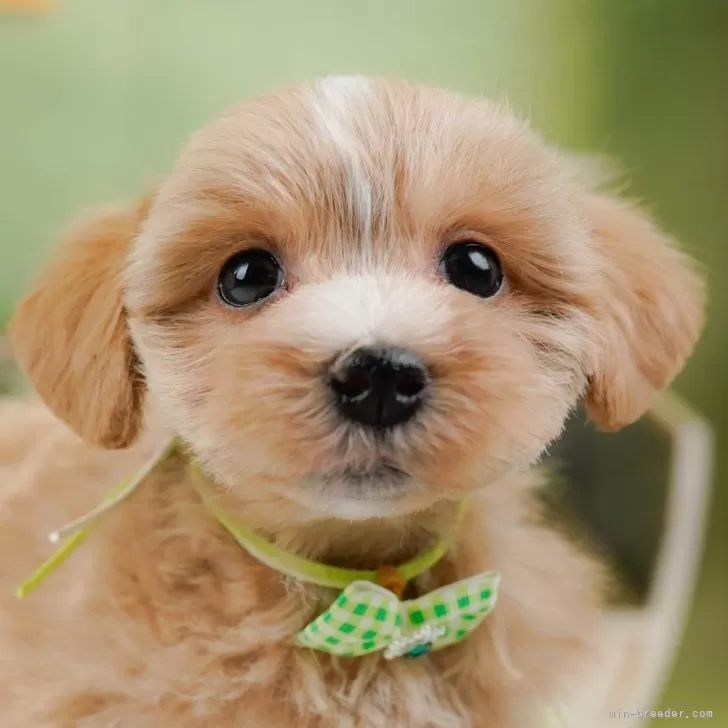 シマダ 様のお迎えした子犬