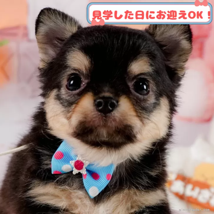 ID:2503-02871の子犬