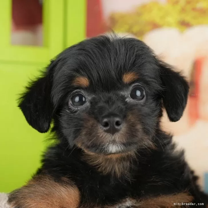 M.T 様のお迎えした子犬