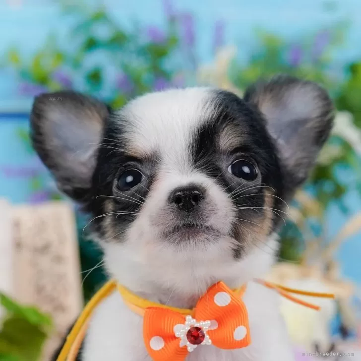 松浦花梨 様のお迎えした子犬