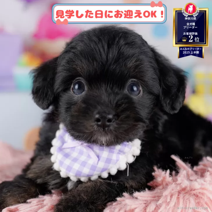 チワプー(チワワ×トイプードル)【神奈川県・男の子・2025年9月18日・ブラック】の写真1「💖朝比奈ブリーダーの姉妹店がオープンしました💖」