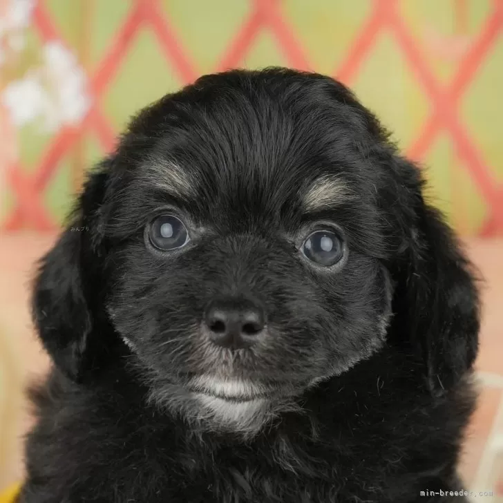 チワプー(チワワ×トイプードル)【神奈川県・男の子・2025年4月28日・ブラックタン&amp;ホワイト】の写真1「💖朝比奈ブリーダーの姉妹店がオープンしました💖」