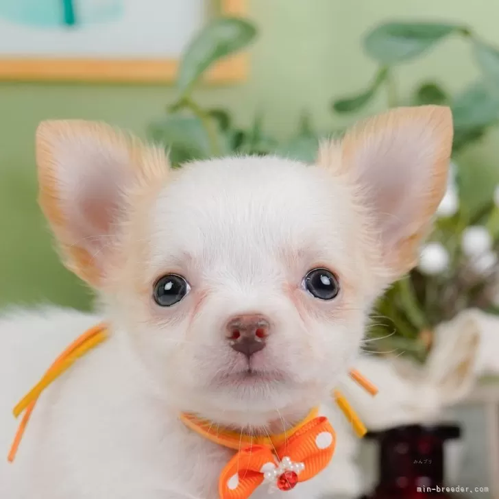 ID：2411-03950の子犬