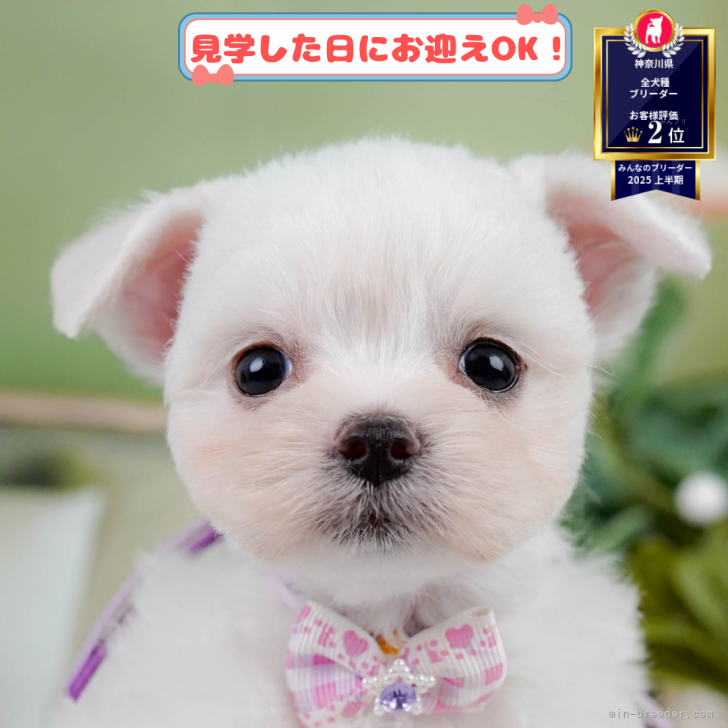 ブリーダー画像
