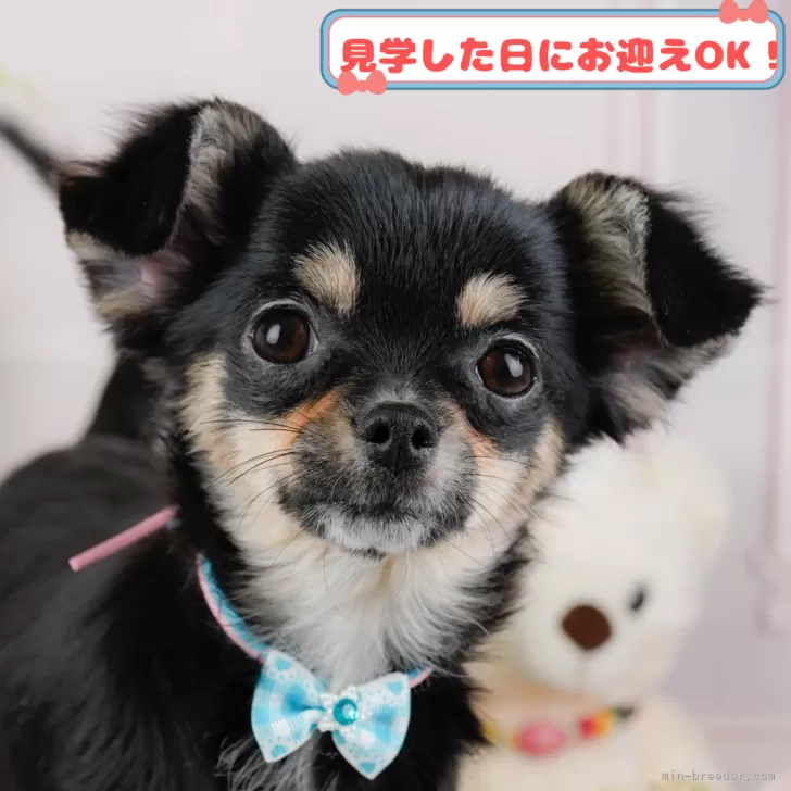 ID：2503-00839の子犬