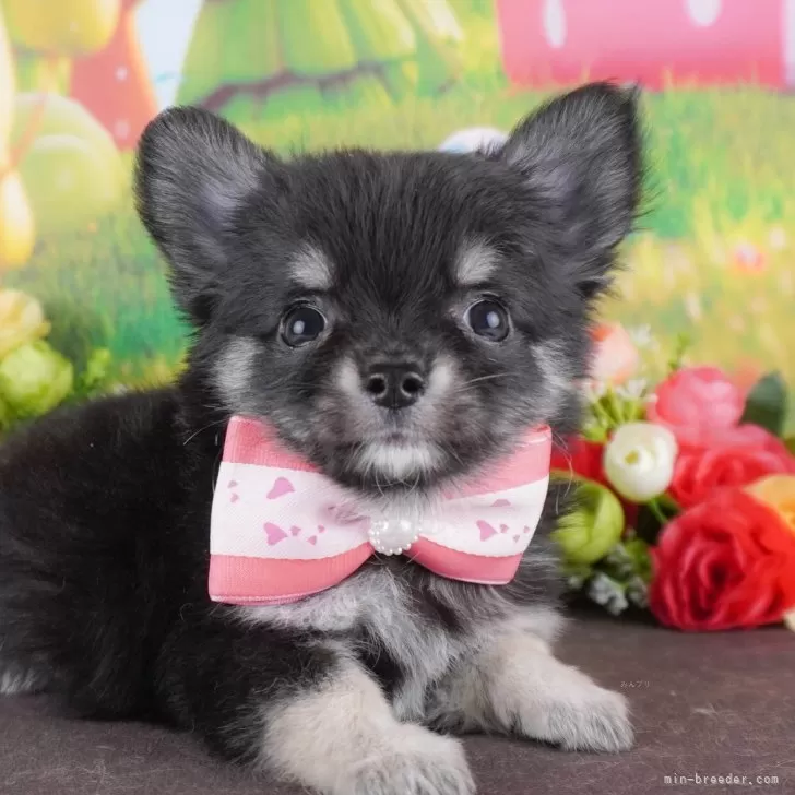 ID：2411-05600の子犬