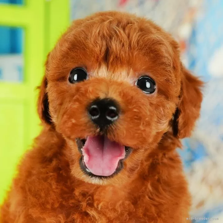 ID:2412-02900の子犬