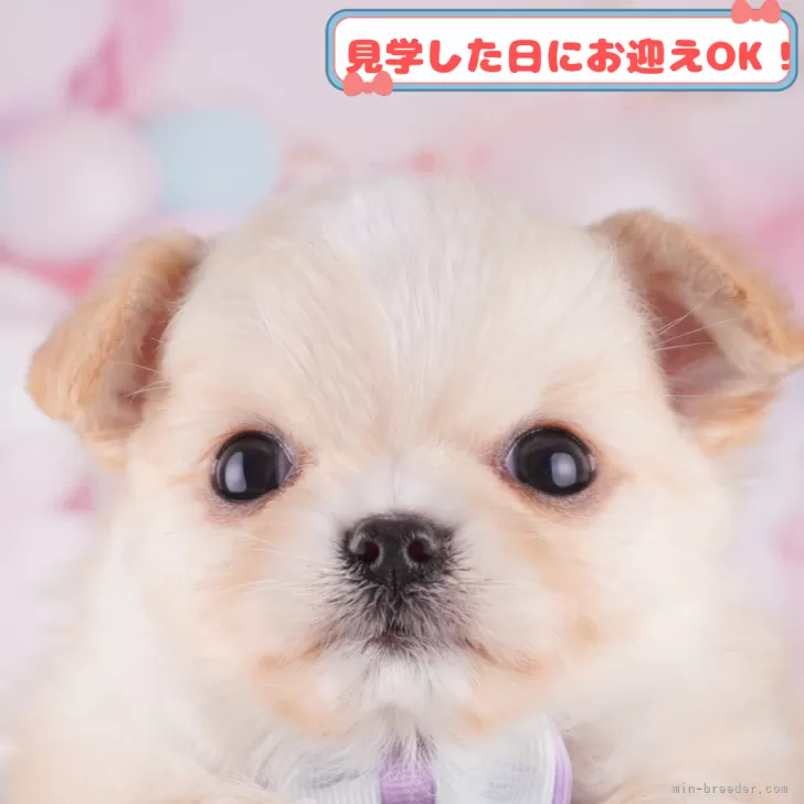 A.O 様のお迎えした子犬