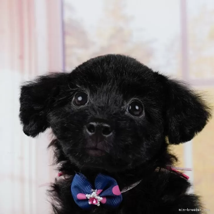 ID：2411-03944の子犬