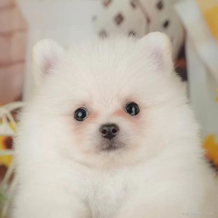 Ｉ.S 様のお迎えした子犬