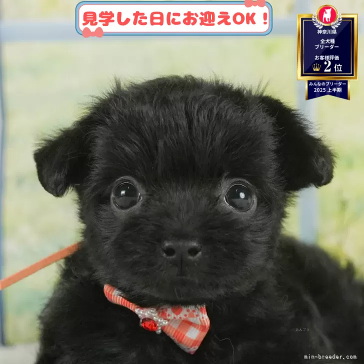 チワプー(チワワ×トイプードル)【神奈川県・女の子・2025年6月15日・ブラック&ホワイト】の写真1「💖朝比奈ブリーダーの姉妹店がオープンしました💖」