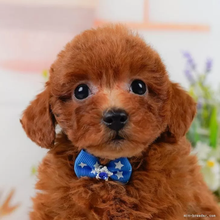 E.H 様のお迎えした子犬