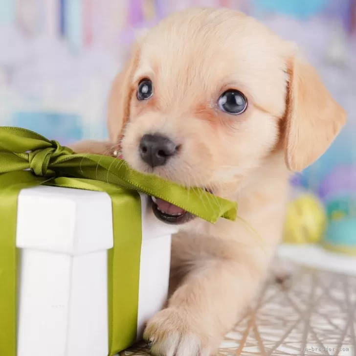 N.H 様のお迎えした子犬