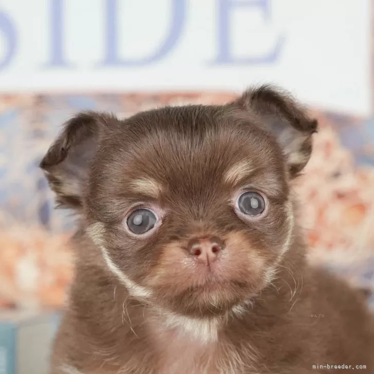 ID：2508-03541の子犬