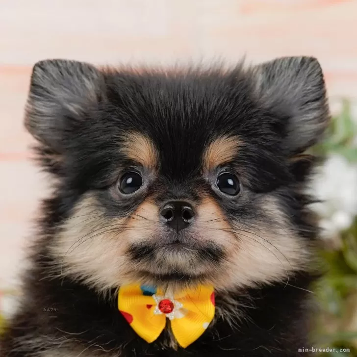 M.Ｉ 様のお迎えした子犬