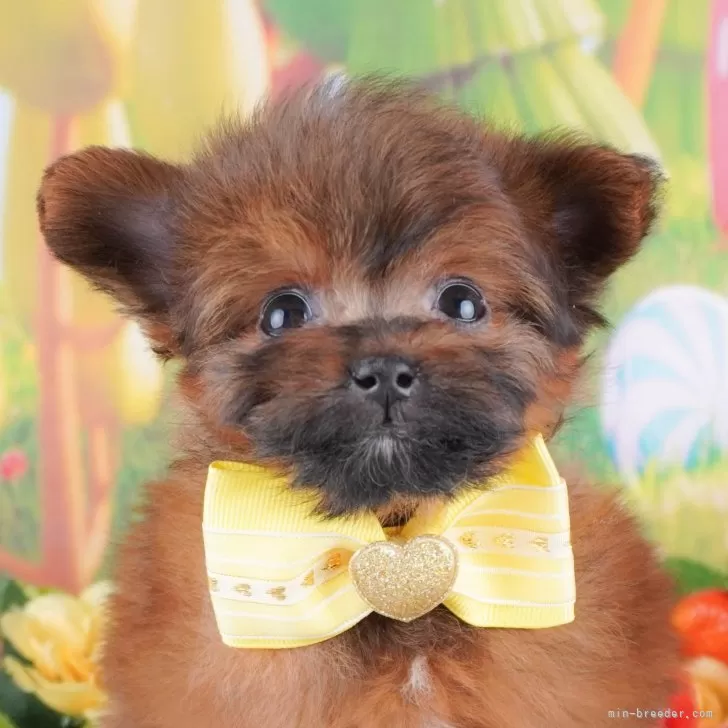 ID:2411-06875の子犬