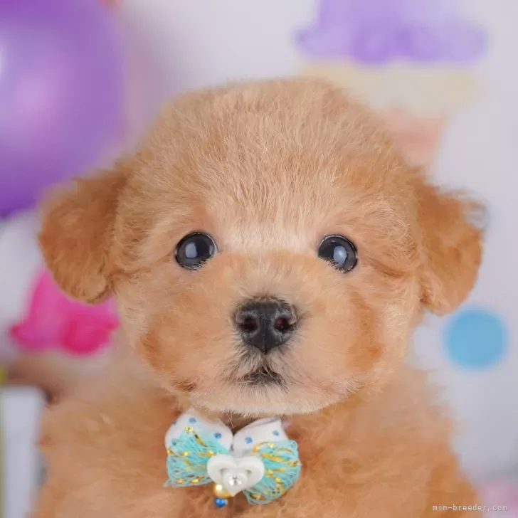 Y.K 様のお迎えした子犬